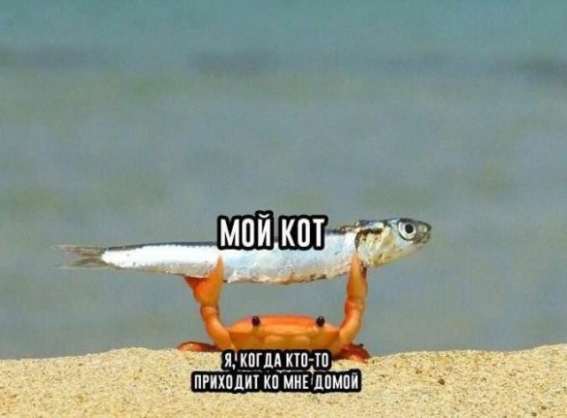 Веселые картинки в понедельник (07.07)