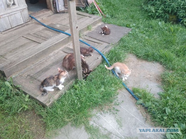 Жизнь домашнего приюта для котеек 552