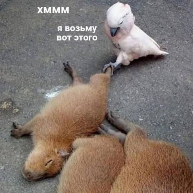 По дороге в дурку