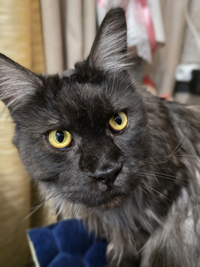 Котовторник
