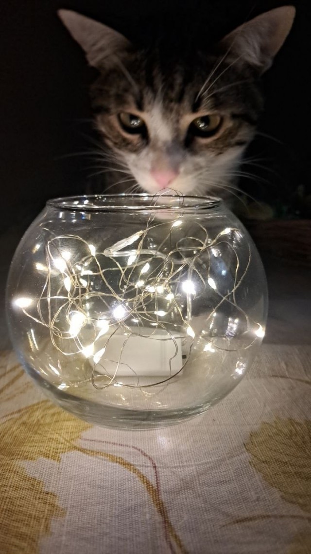 Первая предновогодняя от Лёлика.