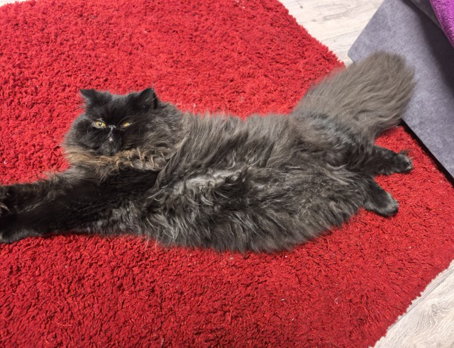 Хвостище к котовторнику