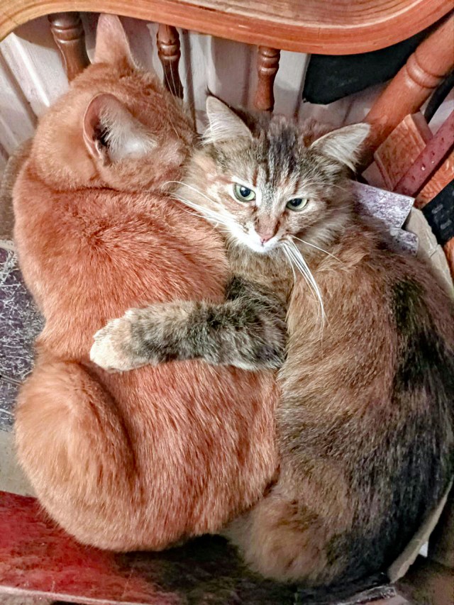 А котовторник уже пришёл?
