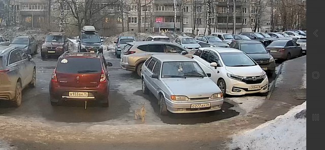 Как приходит белка