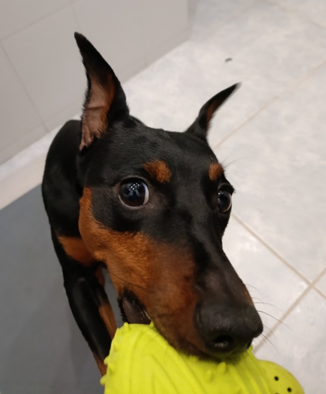 Собакочетверг же, но кошку из фото не выкинешь