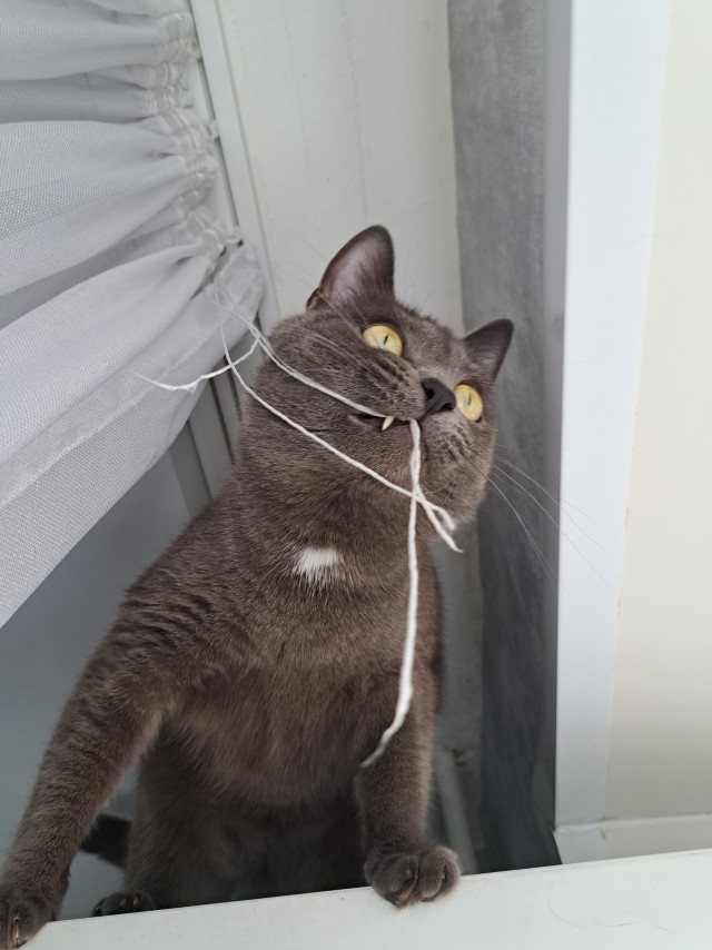 С котовторником!