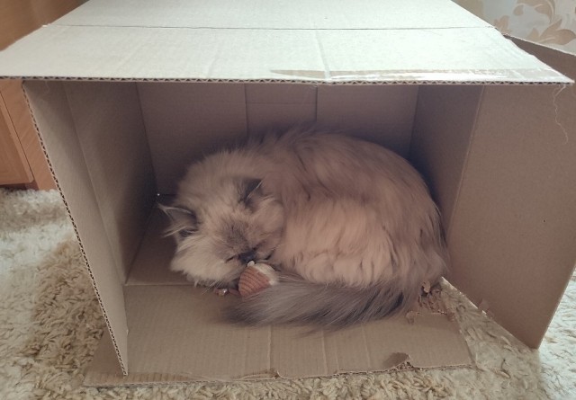 Котовторник