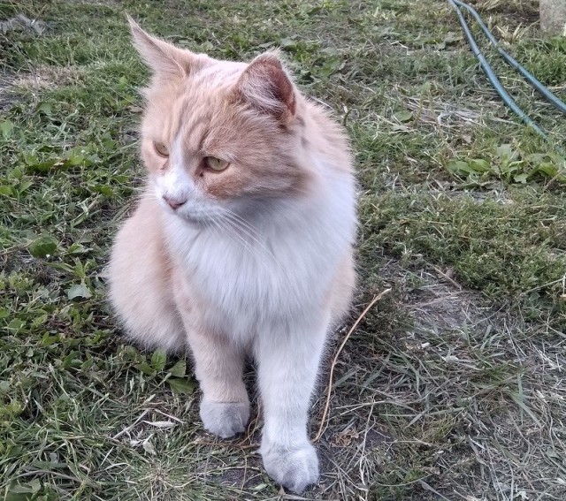 Котовторник же