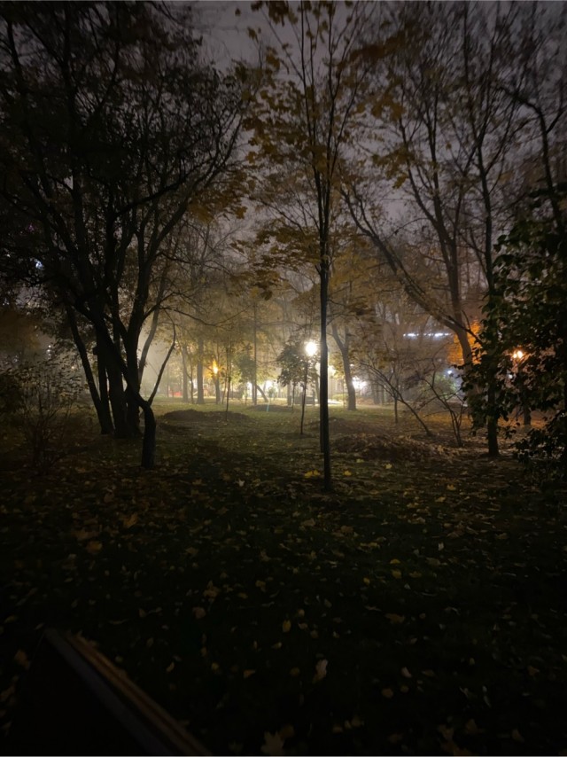 Просто осеннее дерево