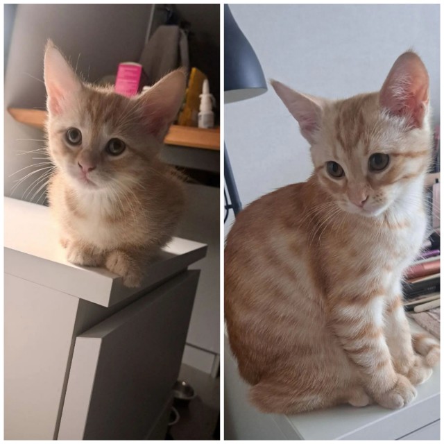 К котовторнику