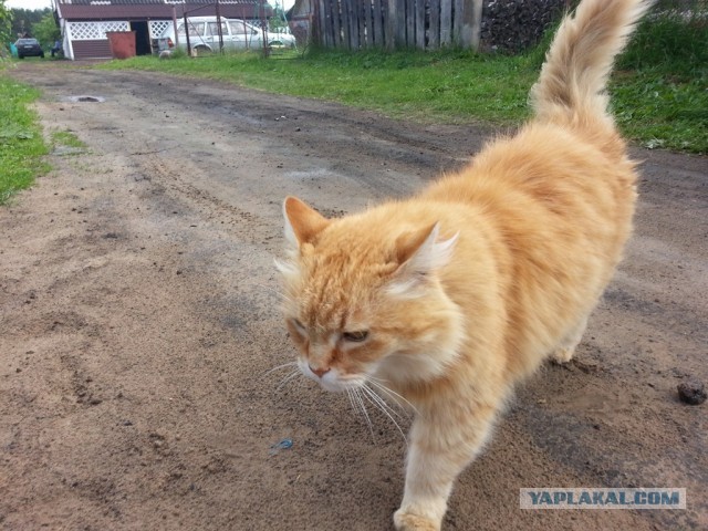 Котовторник 8.10.2013