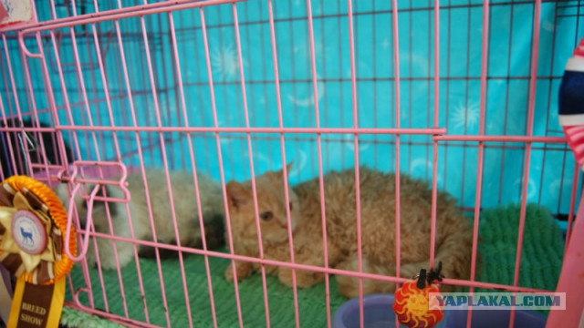 Котовторник 25.02.2014