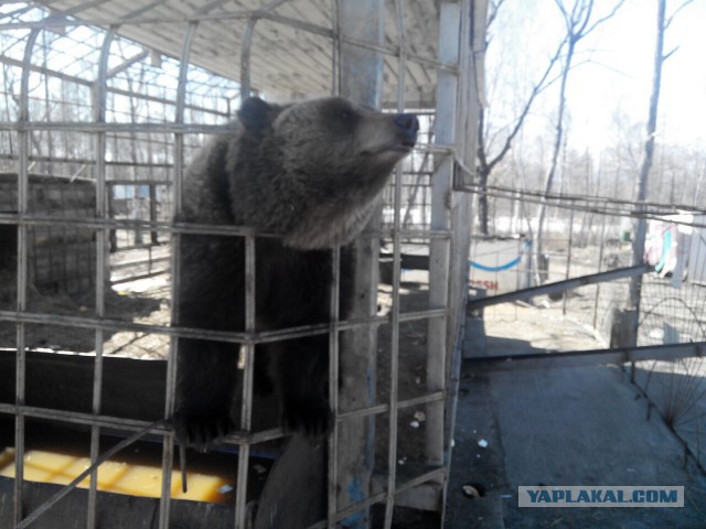 Озеленение Владивостока.