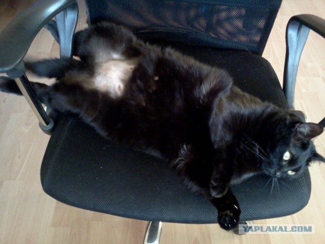 Котовторник 6.05.2014