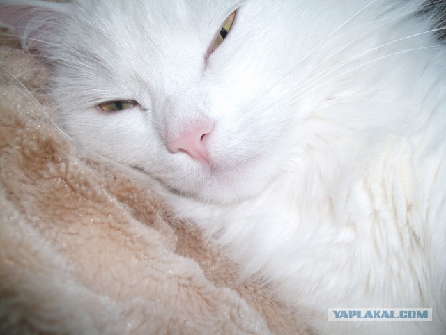 Котовторник 17.06.2014