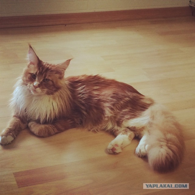 Котовторник 19.08.2014