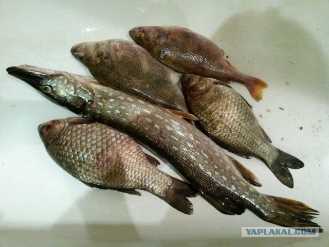 ШедевральныйЙ нерест карася весной