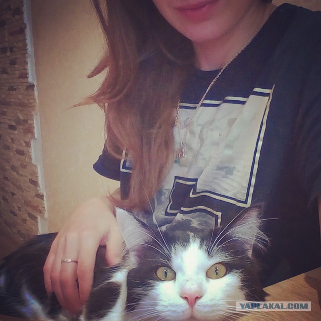Котовторник
