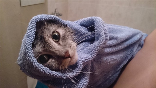 Банный день кота