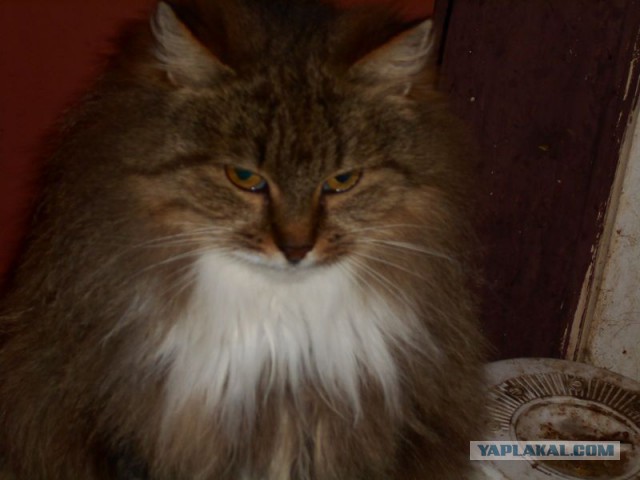 Жизнь домашнего приюта для котеек 95