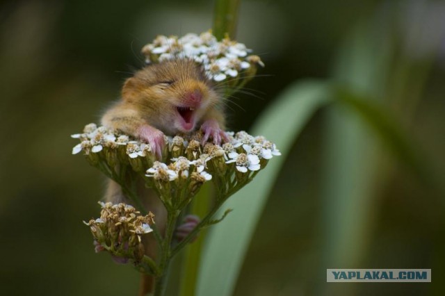 Электронная сигарета, матчасть и выбор