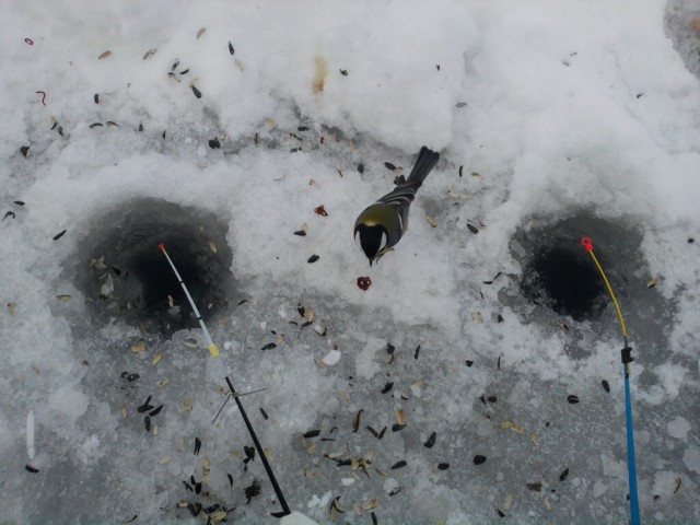 Сходил на зимнюю рыбалку