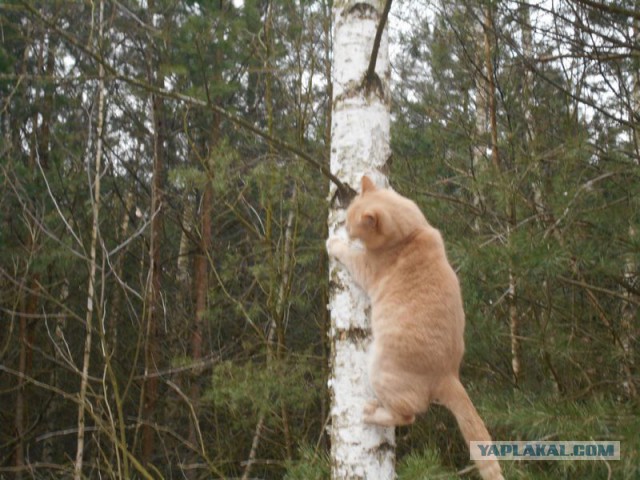 Жизнь домашнего приюта для котеек 108