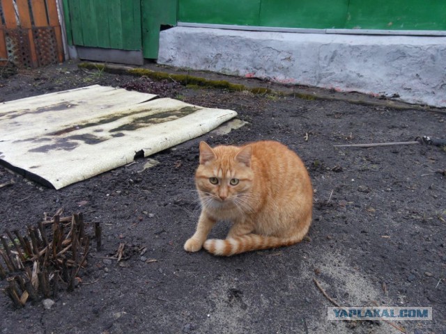 Котовторник  14.06.2016