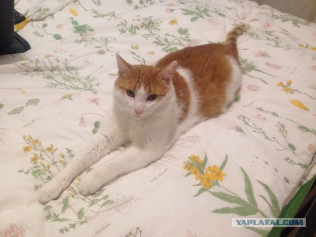Утро котовторника