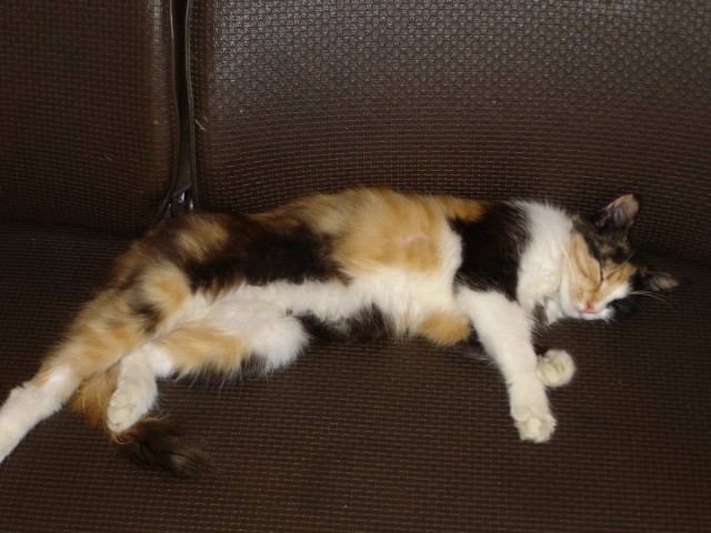 Коты из сети