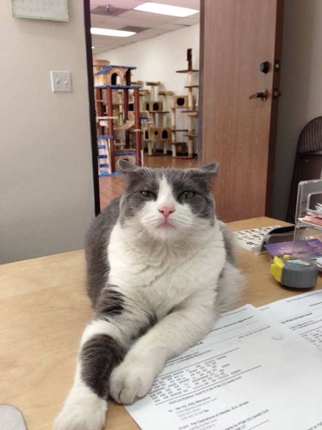 Коты из сети