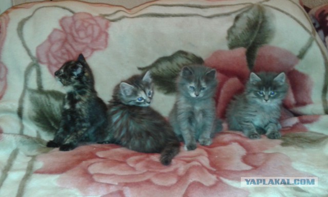 Кошкин день