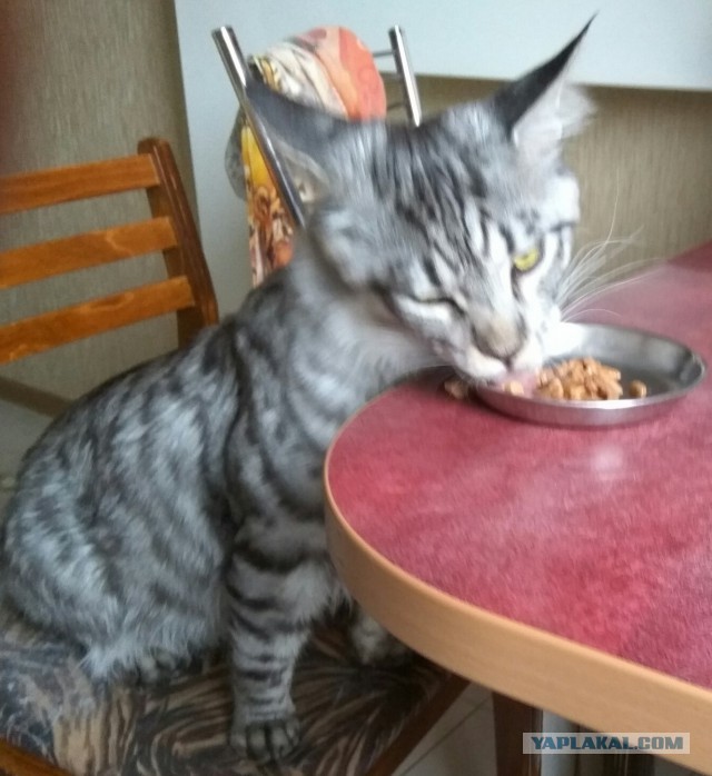 Коты и Кошки