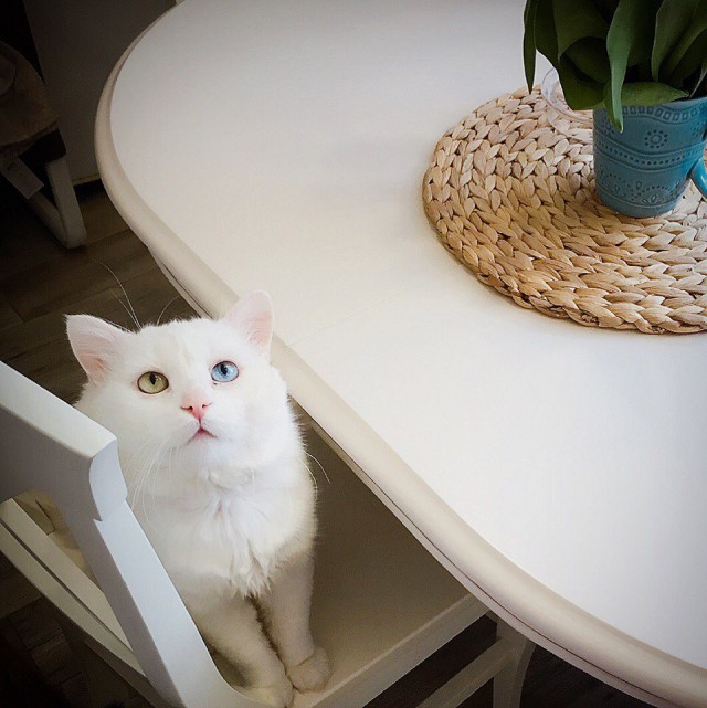 Коты и Кошки