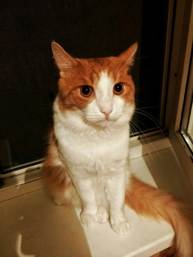 Коты и Кошки