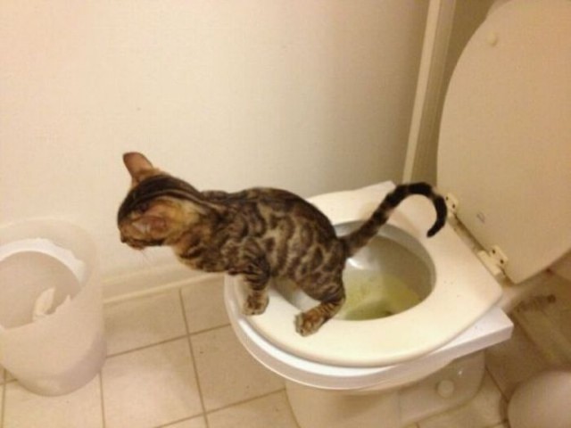 Коты и Кошки