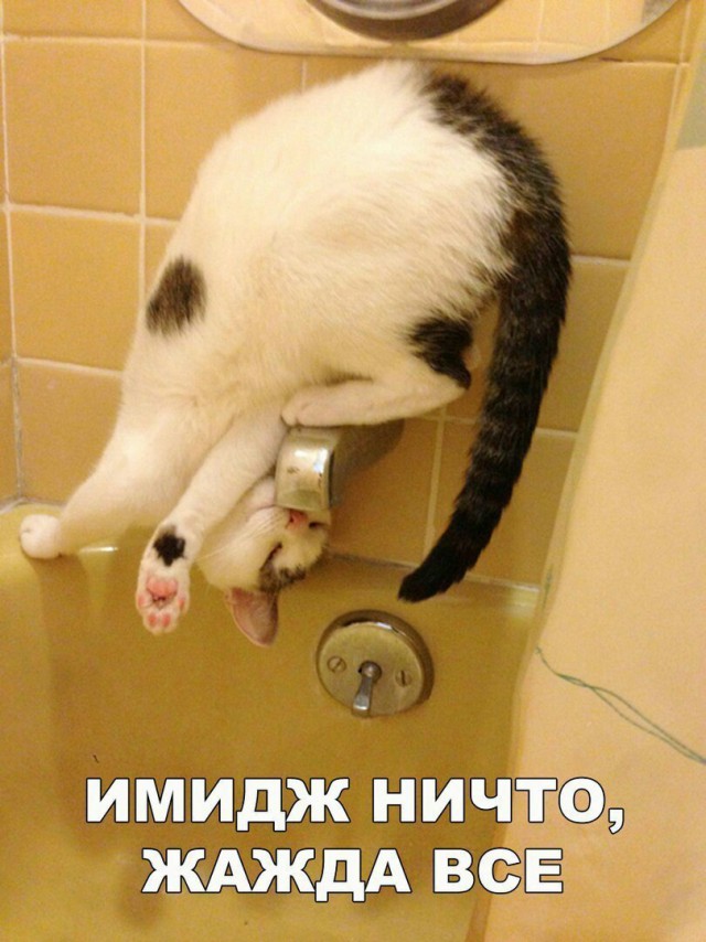 Картинки для поднятия настроения