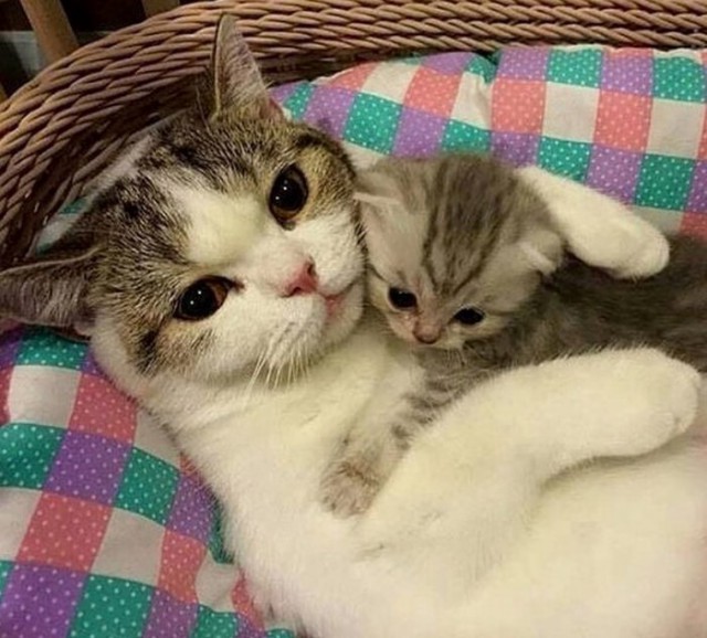 Коты и Кошки