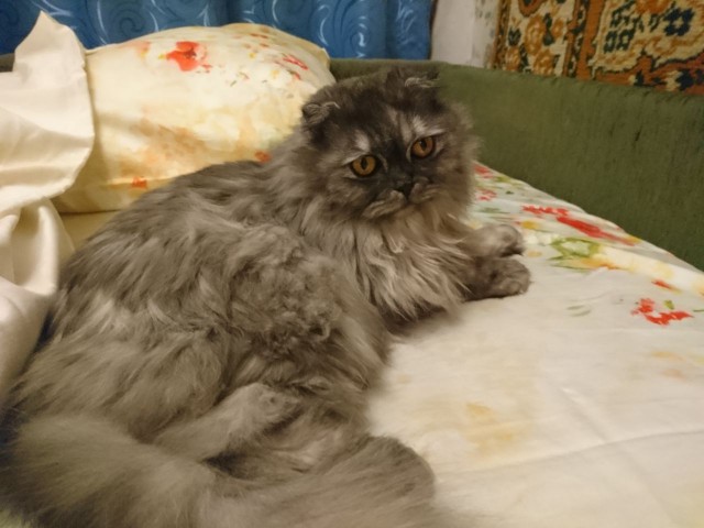 Котовторник  05.12.2017