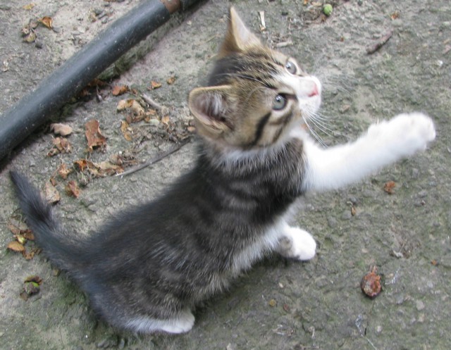 Коты и Кошки