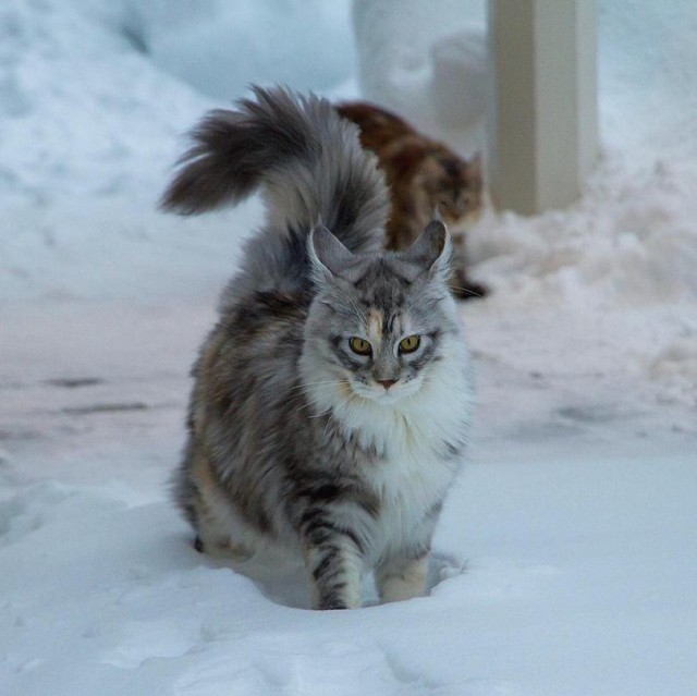 Прикольных котов пост