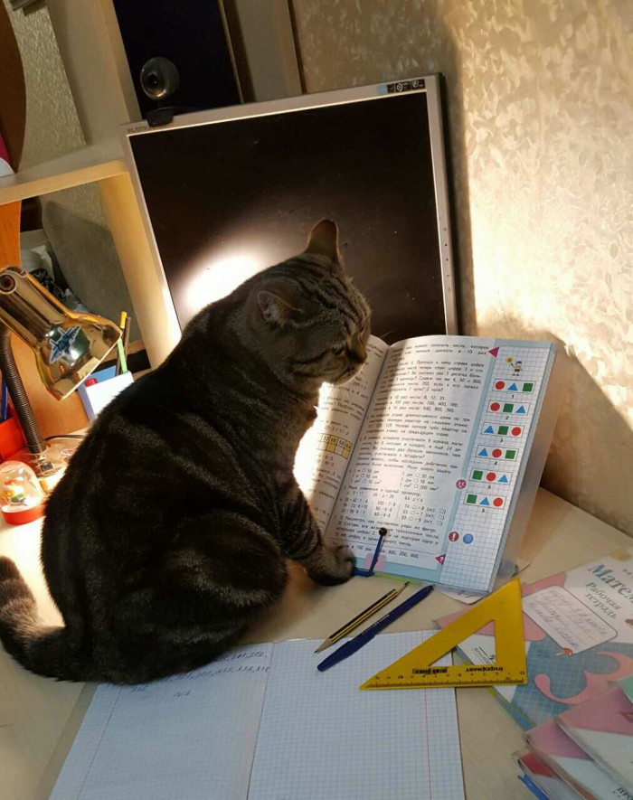 Котовторник 20.03.2018
