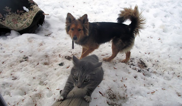 Котовторник 27.03.2018