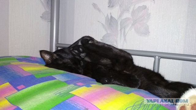 Котовторник 22.05.2018