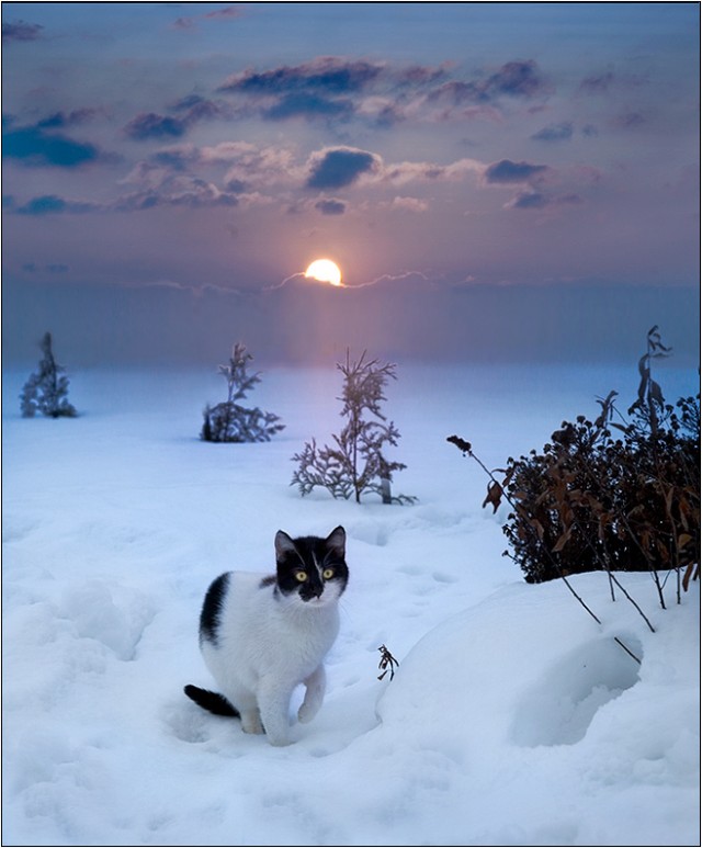 Прикольные коты на среду! ОЧЕНЬ МНОГО! Часть 2