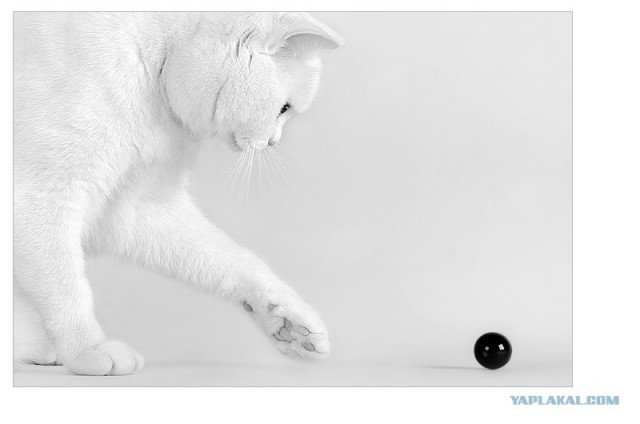 УРРААА ! Котовторник на ЯПлакалъ !