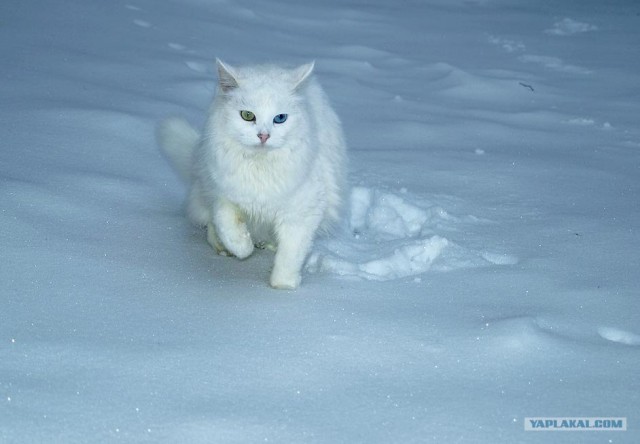 Котовторник (20.01)
