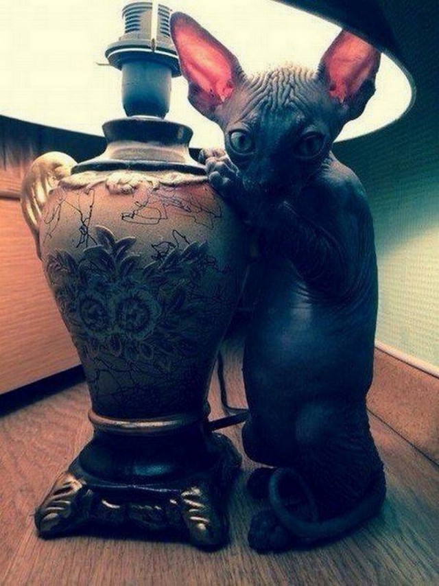 Прикольных котов пост