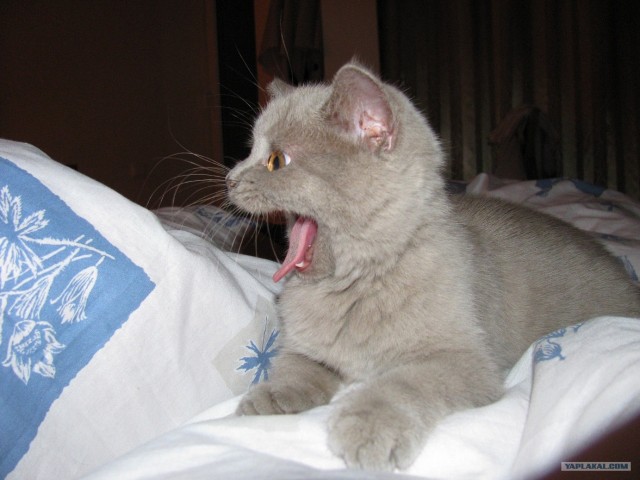 Котовторник!