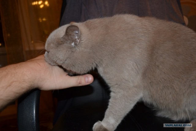 Котовторник 1.02.2011